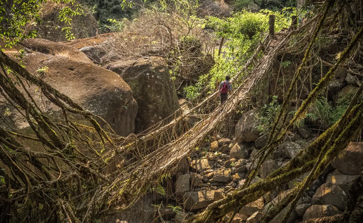 A walker on a living root bridge in the forests of Meghalaya