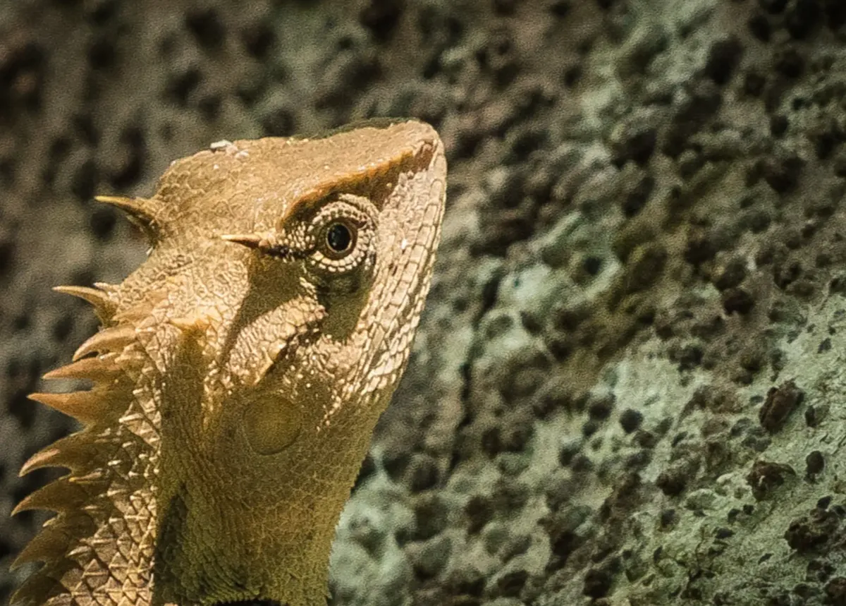 Close-up portrait of a crested forest lizard on lichen-covered bark in Meghalaya
