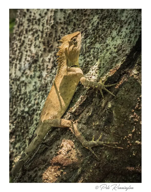 A crested lizard camouflaged on tree bark in Meghalaya