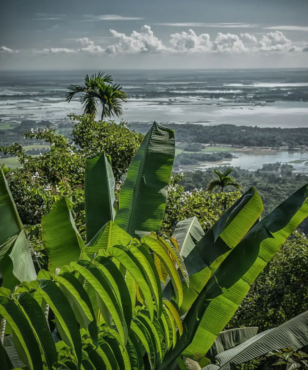 Banana palms and forest on a Meghalaya ridge looking out over the plains of Bangladesh